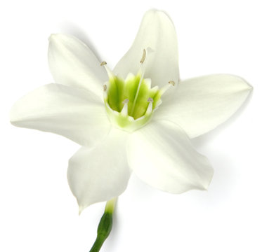 fleur blanche lys vierge fond blanc