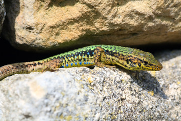 Obraz premium lizard