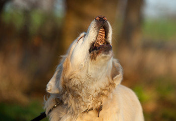 Retriever