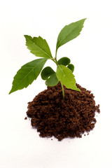 New life-Plant on white