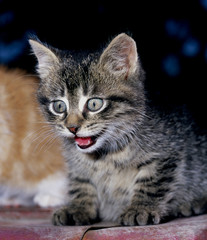 Fototapeta premium Cat_112324