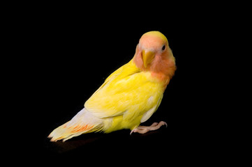 love bird in front of a black background
