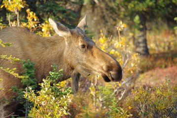 Moose - Elch