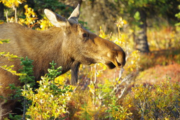 Moose - Elch