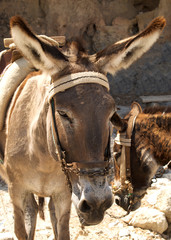 Donkeys