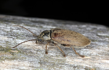 Small beetle sitting on wood. Extreme closeup