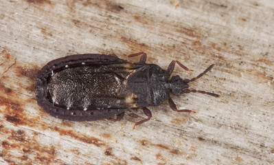 Small bug sitting on wood. Extreme closeup.