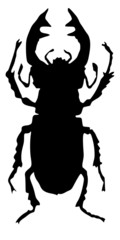 stag beetle