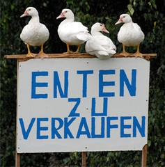 Enten