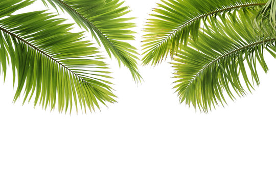 Feuilles de palmier sur fond blanc