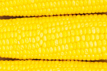 Extreme close up of yellow corn cobs