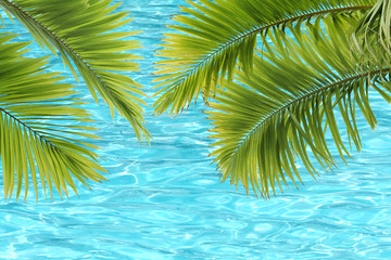 Palmiers tropicaux
