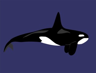 orca