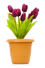 Pot with tuplis isolated on white