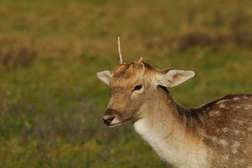 Damwildhirsch