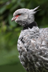 Tschaja (Halsband-Wehrvogel)