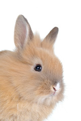 brown  fluffy rabbit