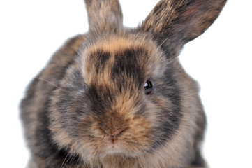 brown  fluffy rabbit