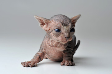 small cat