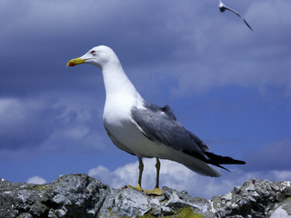 Möwe Möve Seevogel Nahaufnahme