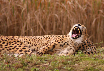 Müder Gepard