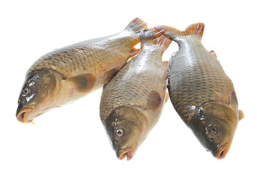Three carp on a white background
