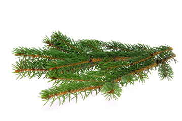 Tannenzweig - fir branch 07