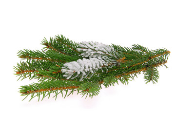 Tannenzweig - fir branch 08
