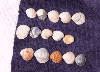 seashel