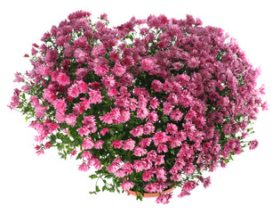 Chrysanthemums flowers in heart shape