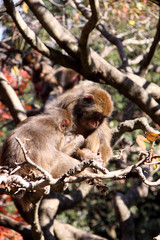 日本猿の木登り