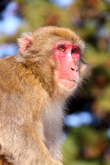 日本猿の見上げ