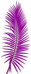 palme violette sagoutier fond blanc