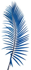 Fototapeta premium palme bleue sagoutier fond blanc