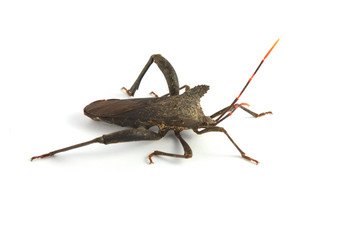 Stick insect