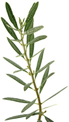 rameau olivier fond blanc