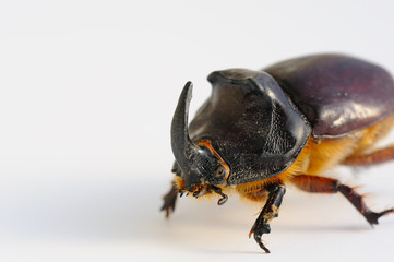 Scarabero