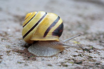 Schnecke