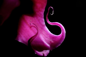 Naklejka premium Orchid tongue