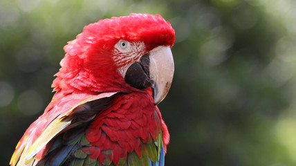 Fototapeta premium Porträt Grünflügelara 4