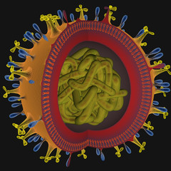 H1N1 virus cut