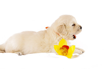 Golden retriever puppy isolated on white background with flower