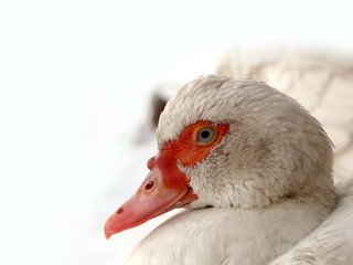 Bird  duck