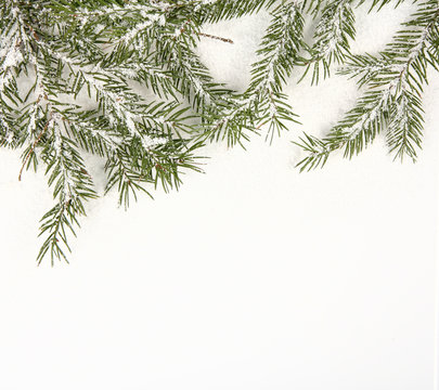 Pine branches with snow on white background