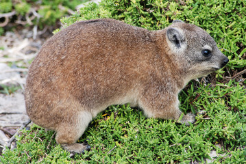 rock hyrax