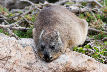 rock hyrax