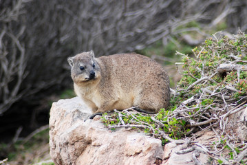 rock hyrax