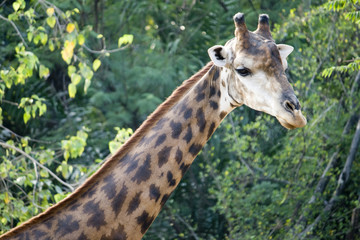 Male giraffe