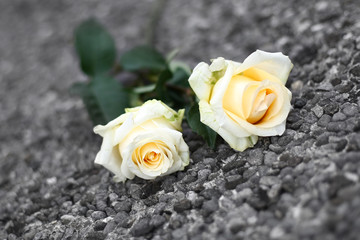 White roses