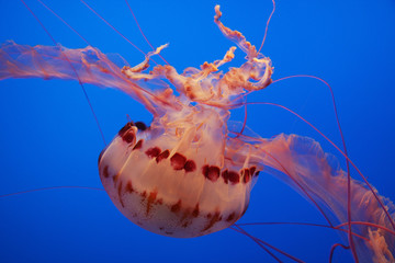 Beautiful jellyfish against a bright blue background © Sue Leonard
